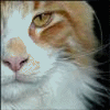 Benutzeravatar